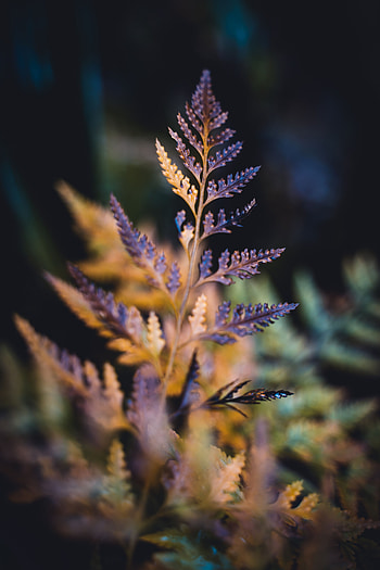 Plant, Macro, Blur, Smooth, Sheet, Leaf, Carved, Dry HD phone wallpaper