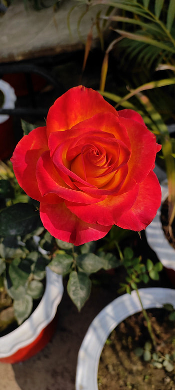 Garden roses (Red), garden_flower, natural_graphy, petal, beautiful_flower, eye-catching, garden_rose, rose, red_rose HD phone wallpaper