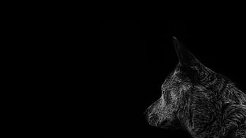 Striking portrait of a wolf side view against a deep black backdrop, highlighting the wild nature. HD wallpaper