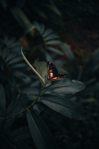 Plant, Macro, Close-Up, Insect, Butterfly HD phone wallpaper
