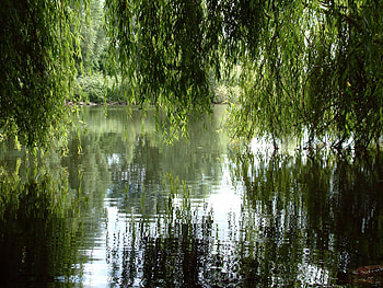 Weeping willow tree silhouette, Nature's gracefulness, Serene beauty, Delicate branches HD wallpaper