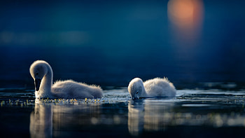 Swan Chicks, water, young, lake, white, swans, birds HD wallpaper