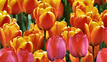 Spring Tulips F, graphy, floral, romance, tulips, beauty, wide screen, flower, love HD wallpaper