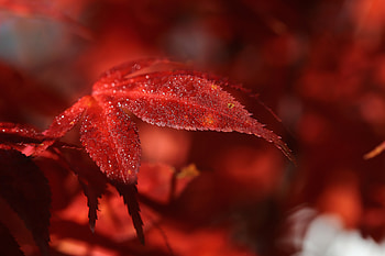 Red Leaf Macro , nature, leaf, red, macro, graphy HD wallpaper