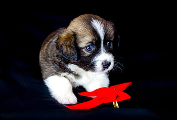 Cute puppy, adorable, animal, pet HD wallpaper