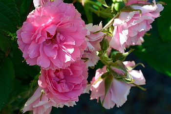 Pretty Peonies, peonies, pink peonies, peonie HD wallpaper