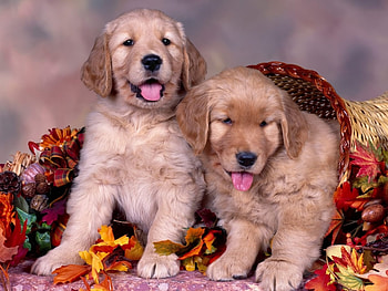 Animals, Dogs HD wallpaper