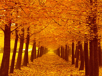 AUTUMN SHELTER, trees, autumn, alley, nature, forest HD wallpaper