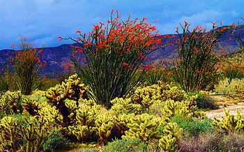 California, Anza-Borrego Desert, plants, clouds, landscape, sky, usa HD wallpaper