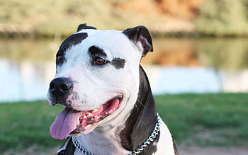 Animals, Dog, Muzzle, Spotted, Spotty, Color, Predatory HD wallpaper