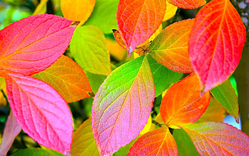 Nature, Leaves, Colors, Color, Palette HD wallpaper