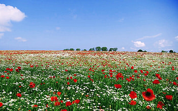 Summer Meadow, summer, poppies, sky, meadow, flowers HD wallpaper