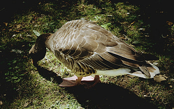 Duck, animal, swim, bird HD wallpaper