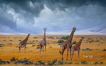 Small herd of giraffes Namibia, Giraffes, of, Herd, Small HD wallpaper
