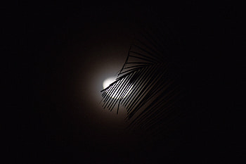 Moon, Dark, Silhouette, Branch HD wallpaper