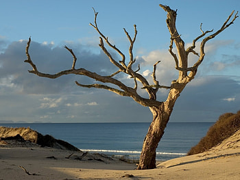Landscape, Trees, Sea HD wallpaper