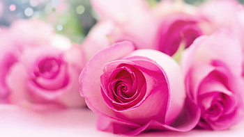 Pink roses, Soft elegance, Delicate petals, Graceful beauty HD wallpaper