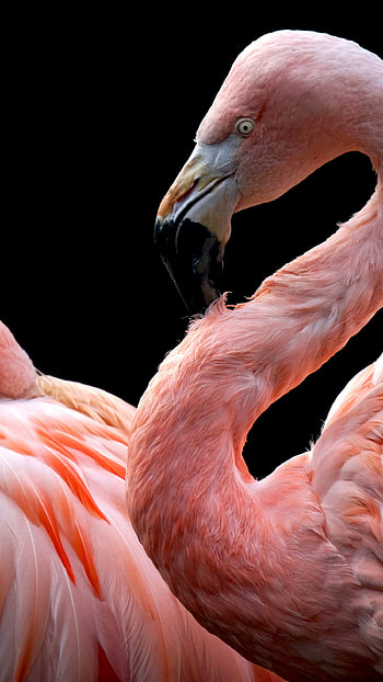Flamingo beauty, Against black background, Artistic , Serene elegance HD phone wallpaper