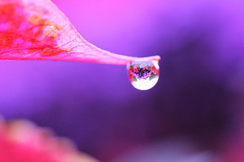 enclosed_garden, colors, drop, water, 3d HD wallpaper
