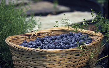 blueberries in a basket, healthy berries, blueberries, berries in a basket, blueberry harvest HD wallpaper