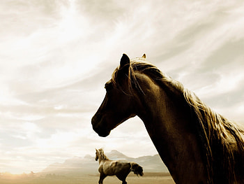 Animals, Sky, Couple, Pair, Horse, Run, Running HD wallpaper