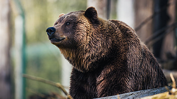 High-resolution , Bear in its element, Nature's strength, Digital artistry HD wallpaper