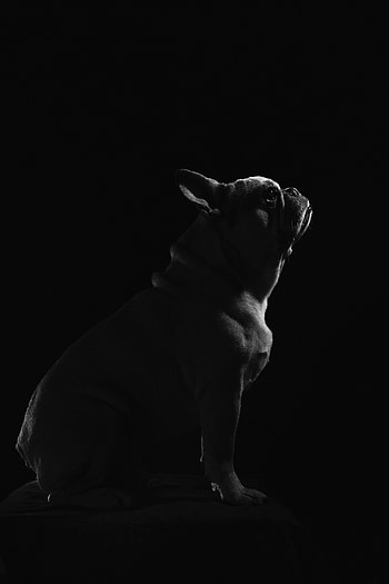 Animals, Dog, Pet, Bw, Chb, Pug HD phone wallpaper