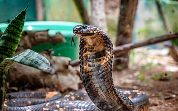 King Cobra facts unveiled, Wildlife marvels explained, Nature's wonderland, Captivating visuals HD wallpaper