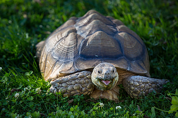 Animals, Clover, Carapace, Shell, Turtle HD wallpaper
