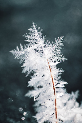 Ice, Snow, Macro, Pattern, Snowflake HD phone wallpaper