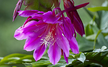 Epifillum, pink, flower, green, nature, cactus HD wallpaper