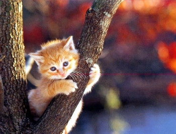 KITTY UP A TREE, FACE, ADORABLE, CUTE, SWEET HD wallpaper