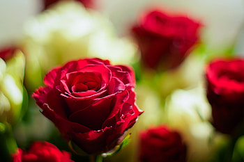 Red Roses, Roses, Flowers, Nature, Red HD wallpaper