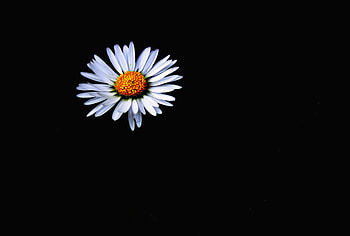 Flowers, Camomile, Flower, Minimalism, Darkness, Chamomile HD wallpaper