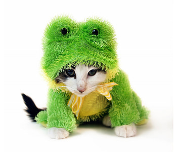 Kitten froggy, kitten, animal, cute, frog, cat, pisica, costume, green, funny HD wallpaper