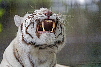 Animals, Grin, Predator, Tiger, Albino HD wallpaper