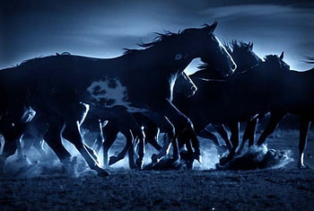 Moonlight Horses, night, horses, moonlight, animals, wild, dark HD wallpaper