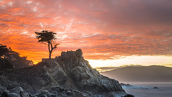 Alone Tree Breeze , tree, nature HD wallpaper