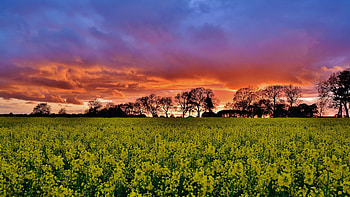 Landscape, Sunset, Fields HD wallpaper