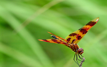 Graphic flutterer, Dragonflies HD wallpaper