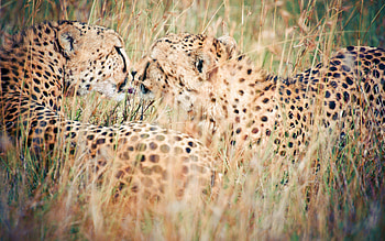 Kiss Wild, kiss, wild, animals, couple, love HD wallpaper