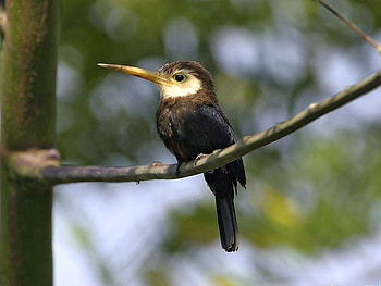Little Bird, cute, bird, , little HD wallpaper
