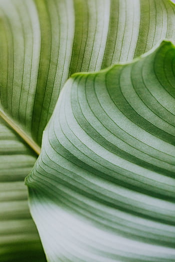 Close-up shot of lush green tropical leaves showcasing natural patterns and textures. HD phone wallpaper