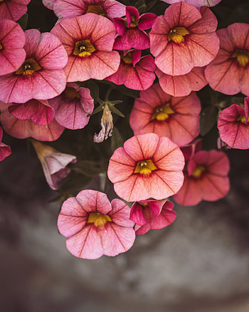 Flowers, Pink, Macro, Close-Up, Flowering, Bloom HD phone wallpaper