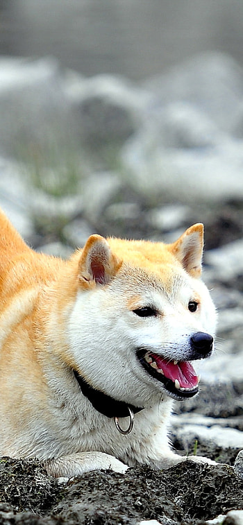 Akita inu , 11 HD phone wallpaper