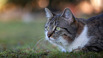 Cute Cat, face, cute, cat, animals HD wallpaper