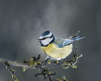 Animals, Bird, Blur, Smooth, Branch, Tit, Titica HD wallpaper
