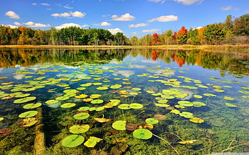 Autumn Lake, colors, lake, daylight, day, pads, clouds, trees, autumn, nature, sky, water, forest HD wallpaper