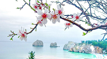 Cherry Blossoms in the beach, sea, white, paradise, rocks, beach, plant, cherry, flower, nature, flowers, sky, mountains, splendor, water, hill, cherry blossoms HD wallpaper