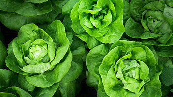 Green Lettuce HD wallpaper